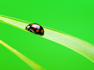 Canvas Print - Ladybug