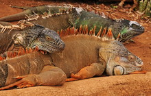 Four Iguanas Resting