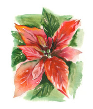 Watercolor -Poinsettia (Bethlehem Star)-