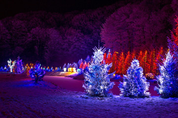 Christmas fantasy - pine trees in x-mas lights