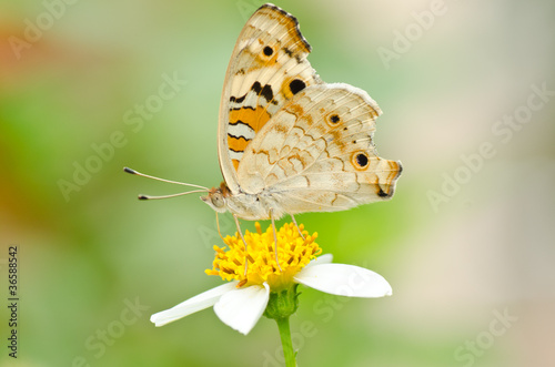 Tapeta ścienna Junonia orithya motyl na kwiat