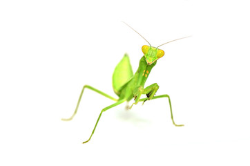 Mantis isolated on white background