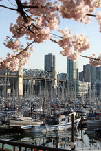 Vancouver Spring Scene