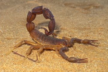 Poster - Aggressive scorpion