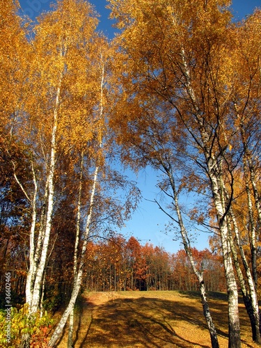 Obraz brzozy  kolorowy-jesienny-las