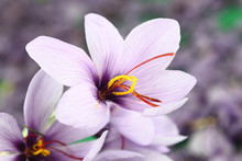 Beautiful Purple Saffron Crocus Flowers