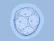 Embryo (4 Zellen)
