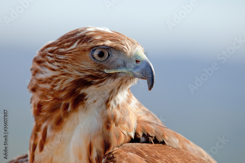 Board z aluminiowym obramowaniem Orzeł czerwonego ogona (buteo jamaicensis)