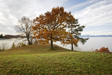 Wall Mural - autumn scenery