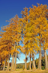 Canvas Print - Larici in Alto Adige