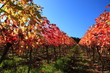 Indian summer, Weinberge, Weinlaub in Herbstverfärbung