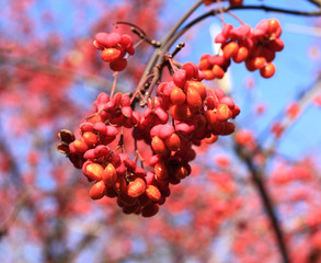 Canvas Print - Spindle fruit