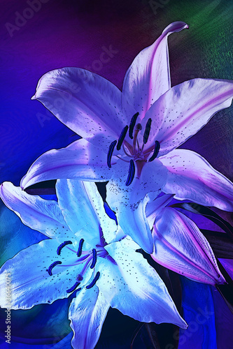 grafika-przedstawiajaca-biale-lilie-w-niebieskim-swietle