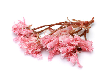 Poster - food preserved in salt of cherry blossoms