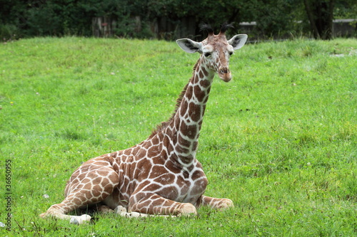 Obraz na płótnie canvas trzyczęściowy "tryptyk" Giraffenbaby