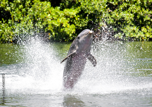 Fotoboard na płycie Delfin