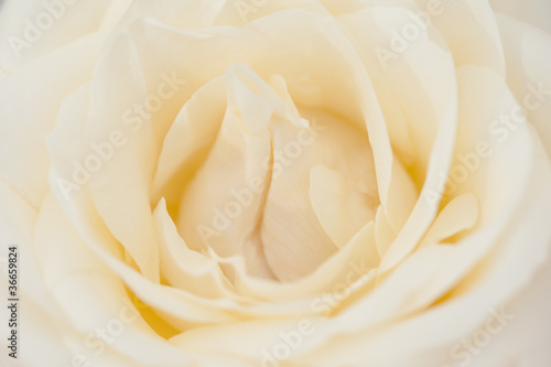 Naklejka samoprzylepna Rosenblüte