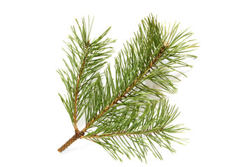 pine branch
