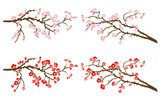 Cherry and plum branches
