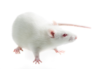 white rat