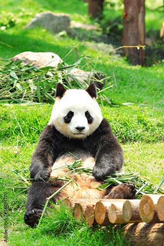 Board z aluminiowym obramowaniem Panda