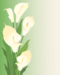 Wall Mural - calla lillies