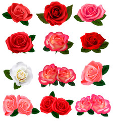 Aufkleber - Set of a beautiful roses on a white background. Vector.