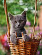 Small kitten sitting in a basket