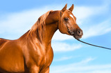 Fototapeta Konie - chestnut arabian stallion portrait