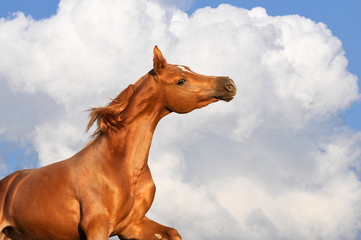 Wall Mural - chestnut arabian stallion runs on the clouds