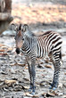 baby Zebra