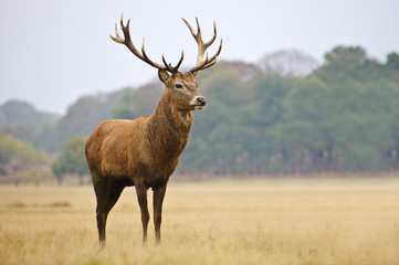 Wall Mural - portrait of majestic red deer stag in autumn fall