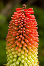 Torch Lily - Kniphophia Uvaria - Red Hot Poker
