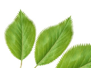 Green fresh leaves isolated on white background