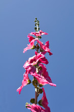 Hollyhock Flower - Alcea Rosea On Blue Sky