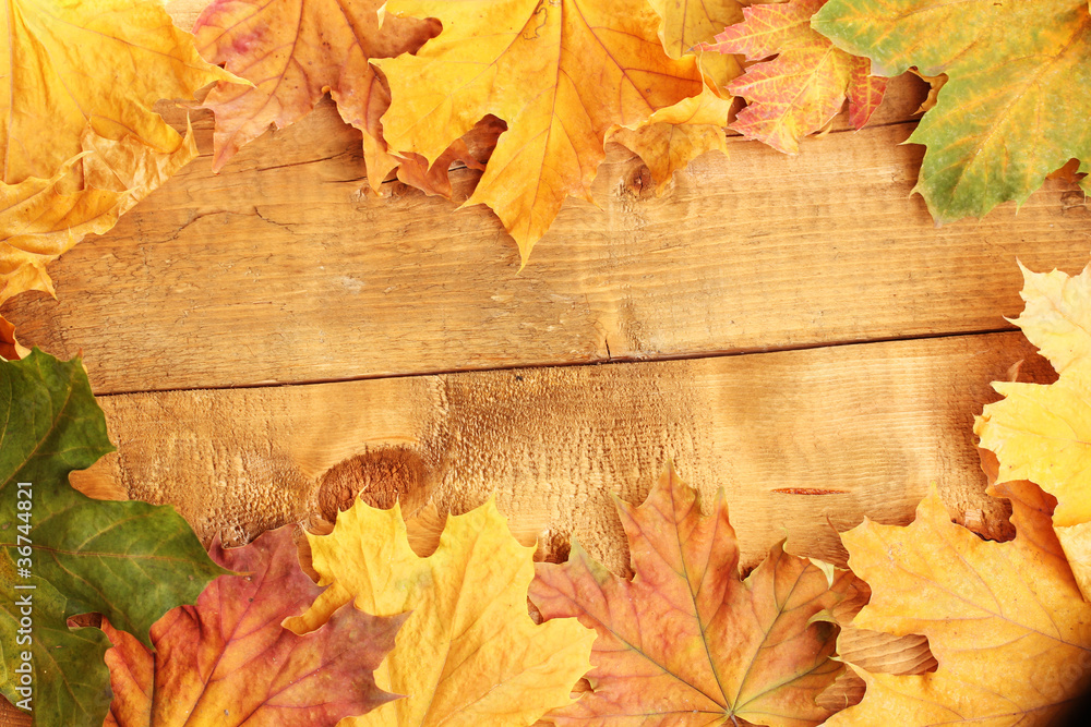 dry autumn maple leaves on wooden background