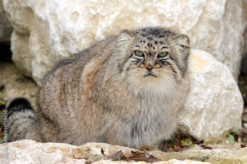 Chat Manul Ou Chat De Pallas Buy This Stock Photo And Explore Similar Images At Adobe Stock Adobe Stock