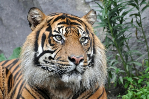 Tapeta ścienna Sumatratiger