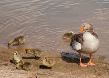 Outdoor Photo Of An Adult Greylag Goose With Goslings