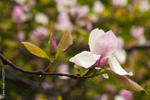 Board z aluminiowym obramowaniem Kwitnąca gałąź magnolii w deszczu