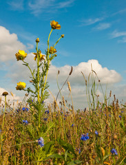 Canvas Print - Wild plants and flowers along a Dutch field