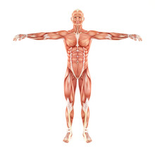 Man Muscles Anatomy System Isolated On White Background