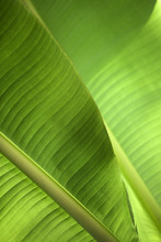 Green Foliage Of Banana Leaves