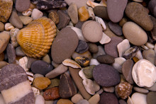 Seashell On The Stones