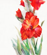 Watercolor Flora Collection: Gladiolus
