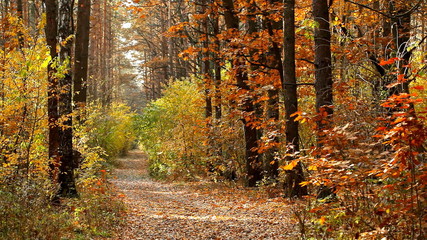 Wall Mural - Autumn forest