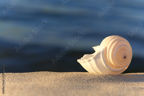 Motiv-Rollo - Sommerabend am Meer, Strandgut, Tonna Allium (von mahey)
