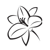 monochrome illustration of lily