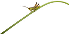 Grasshopper On A Grass Blade In Front Of White Background