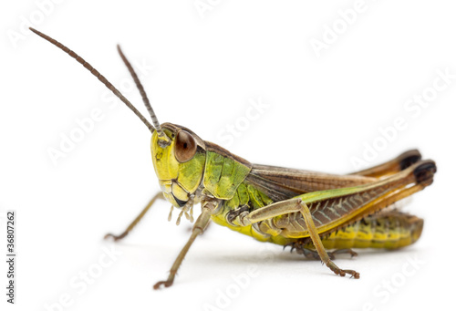 Photographie Grasshopper in front of white background